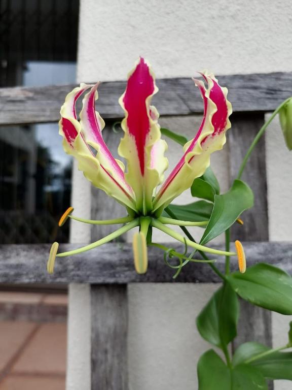 a pink and yellow flower on a wooden bench at Serenity Place B&B and Conference, wedding venue in Durban