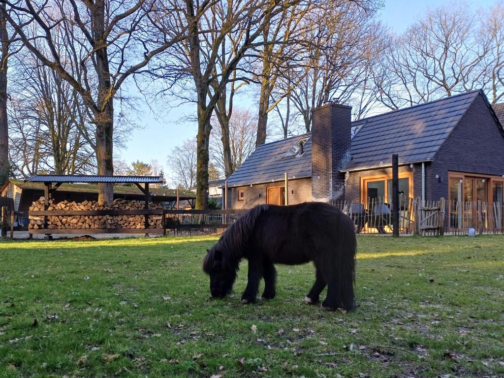 a black horse grazing in the grass in front of a house at De Eekhoorn in Ugchelen