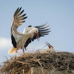 Un oiseau volant autour d'un nid avec ses ailes dans l'établissement mobil home 9, à Beaugeay