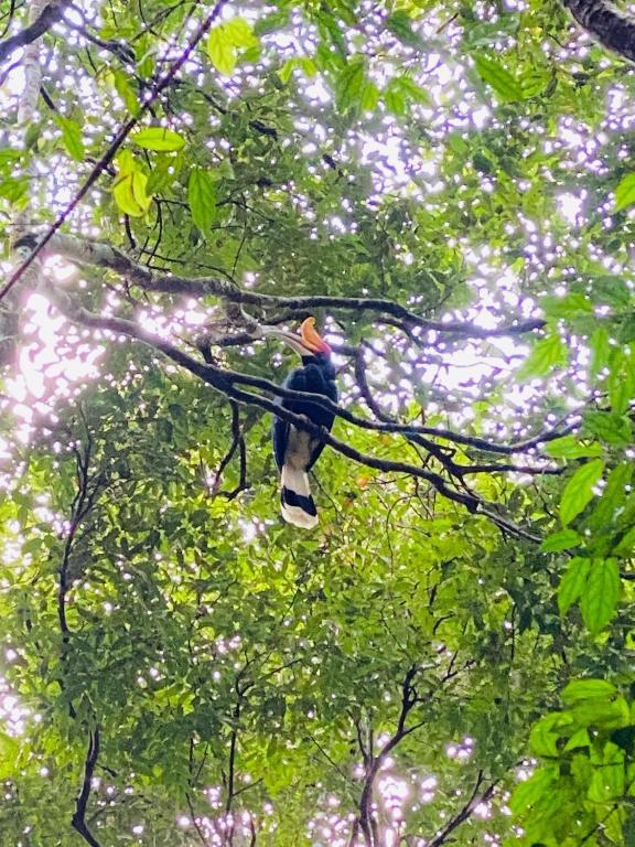 Hosté ubytování ORANGUTANTREKSUMATRA & LOVELY JUNGLE LODGE only book IF you are treking with us