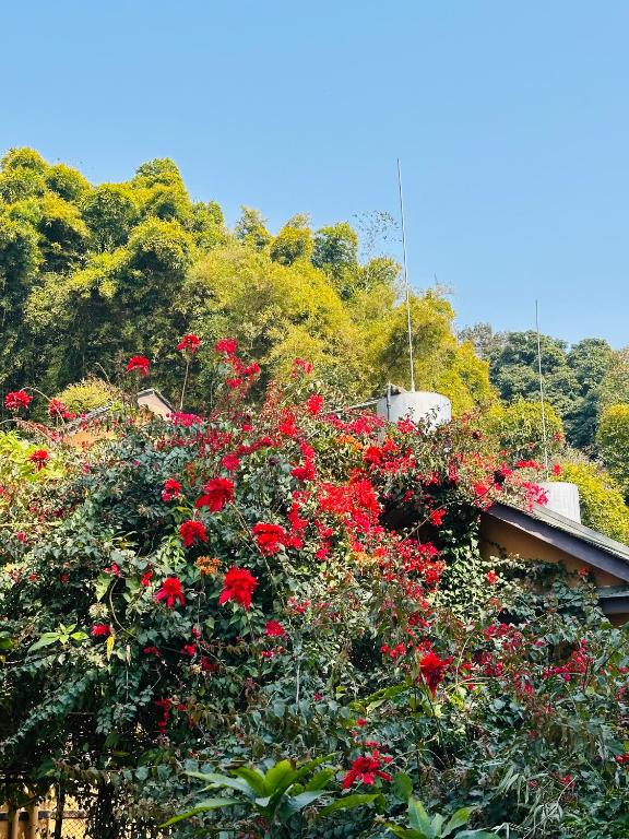 Un jardín fuera de Hotel Tourist Residency