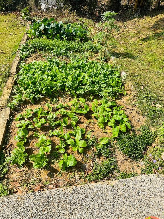 Un jardín fuera de Hotel Tourist Residency