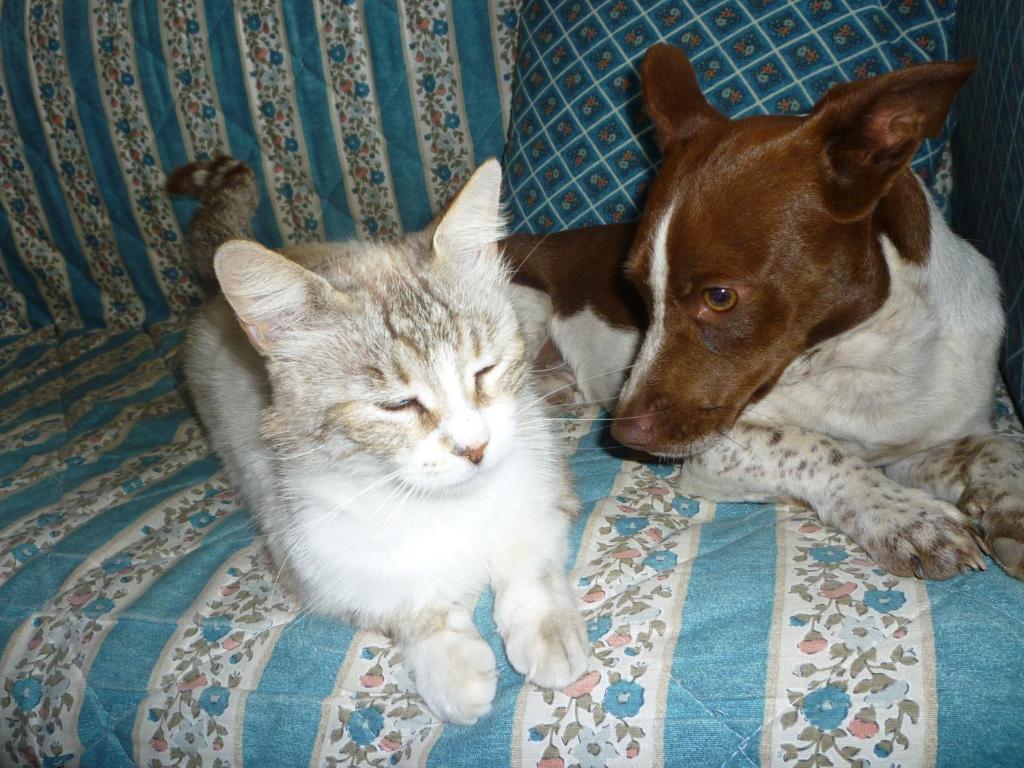 un cane e un gatto sdraiati su un letto di Su Trabi B&B a Fluminimaggiore