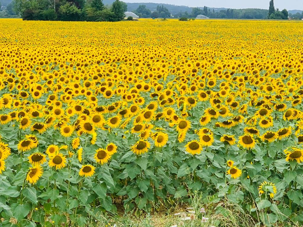 Príroda v okolí horskej chaty