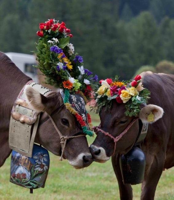 a cow with flowers on its head standing in a field at Hotel Vienna in San Martino di Castrozza