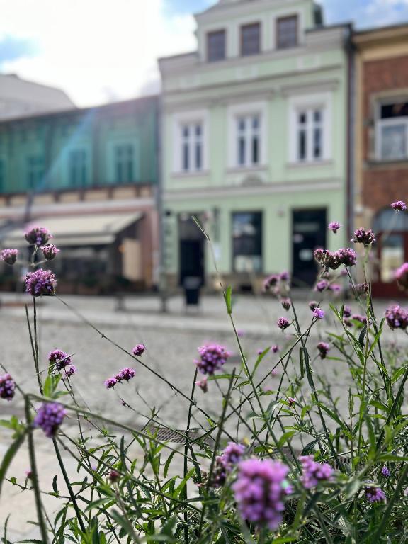 a group of purple flowers in front of a building at Apartament Rynek 17 in Krosno