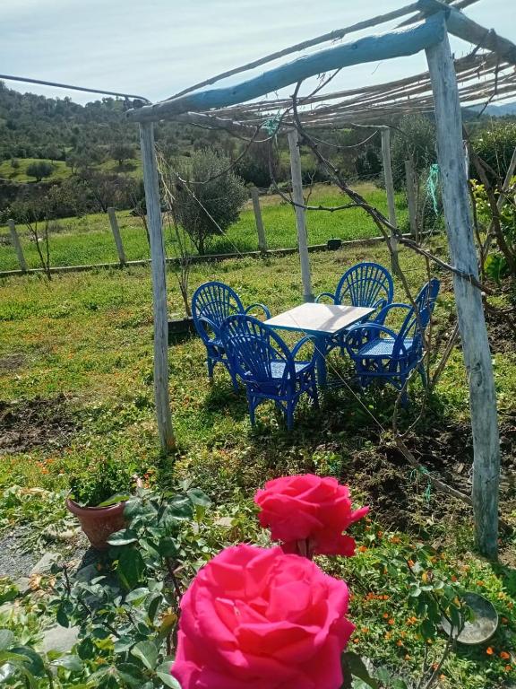 Giardino di Dar zitouna