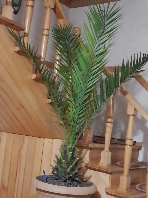 Fotografie z fotogalerie ubytování Guest House Metreveli v destinaci Bordžomi