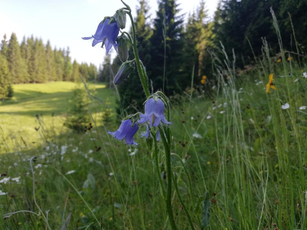 Loodusmaastik kodumajutuse lähedal