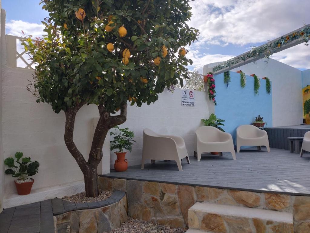 an orange tree sitting on a patio with chairs at Casa do Pão in Campinho