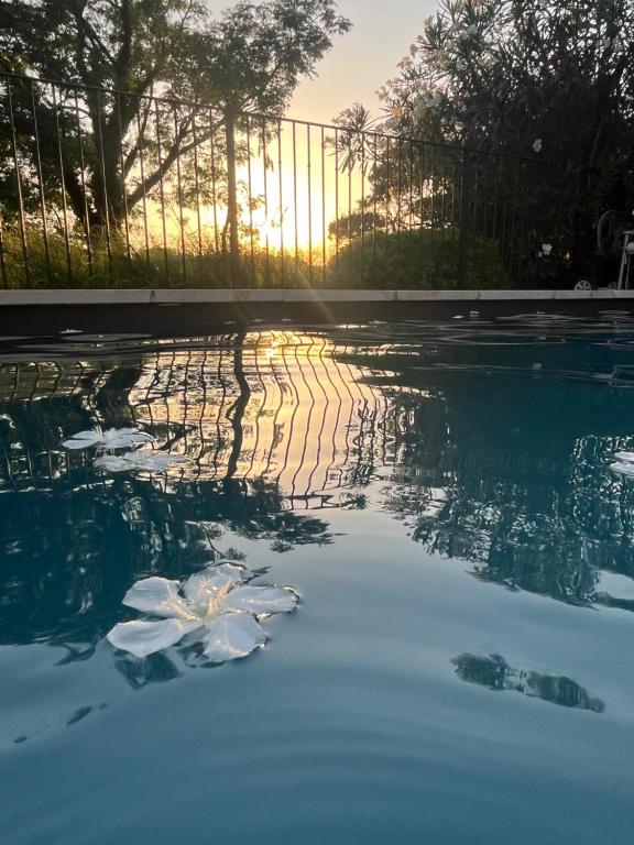 un bassin d'eau avec des oiseaux blancs dans l'établissement MAS Sun villa famille en campagne, à Althen-des-Paluds