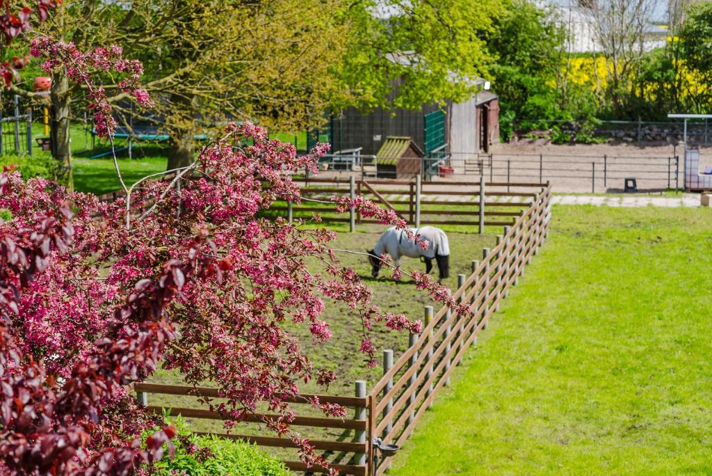 un pâturage à cheval dans un champ à côté d'une clôture dans l'établissement Ferienwohnung Fachwerkhaus - Süden oben - Bauernhof Hopp Vadersdorf, à Fehmarn