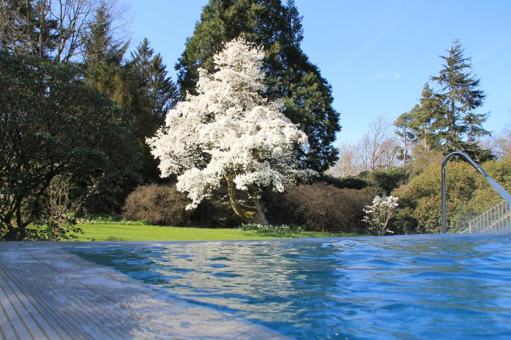 a tree with white flowers next to a swimming pool at Rudding Park in Harrogate