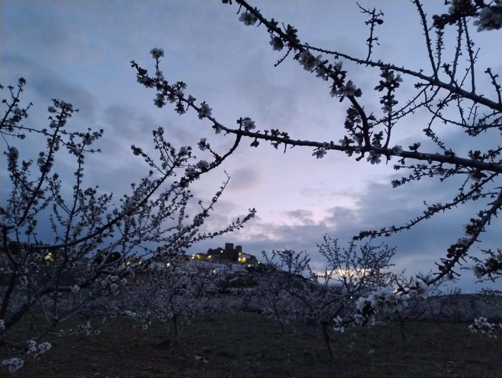 a tree branch with a house in the background at La casa del Amo , Trasmoz Y Moncayo in Trasmoz