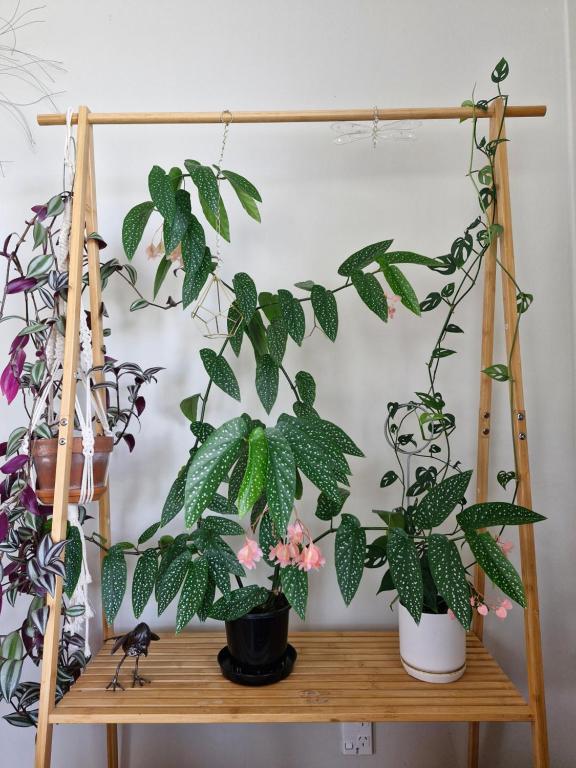 Laneway Cottage - Resim 10