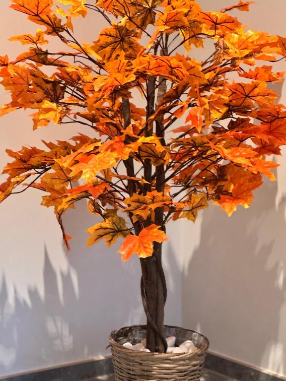an orange bonsai tree in a basket at Sea view Mercury Tower, Rooftop infinity Pool in St. Julianʼs