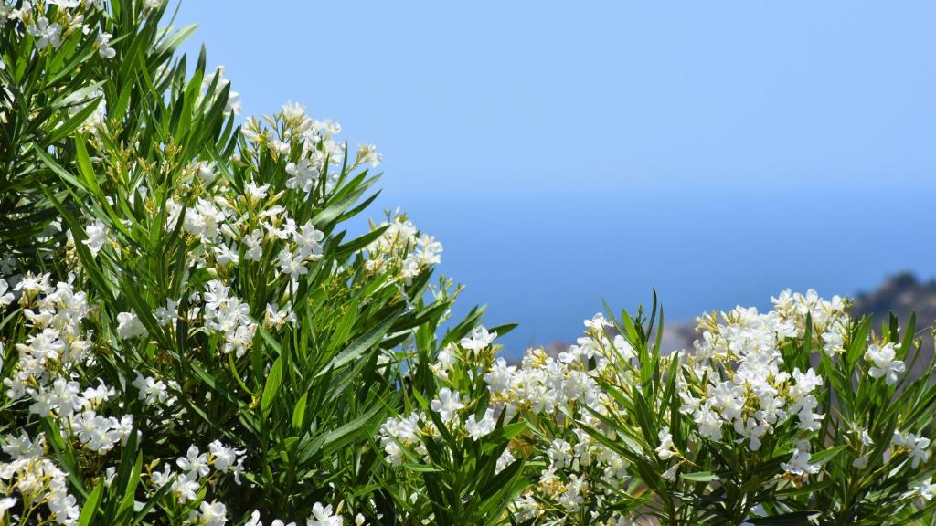 drzewo z białymi kwiatami przed niebem w obiekcie Villa La Lomilla w mieście Nerja