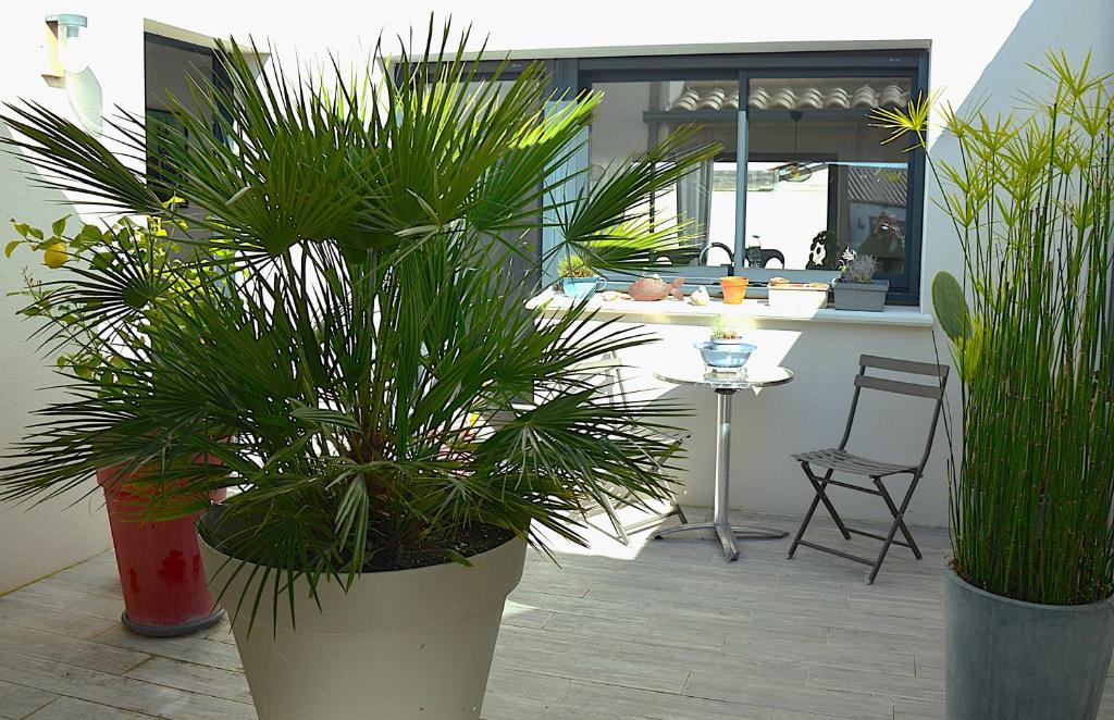 two large potted plants in a room with a kitchen at La vie est belle à 10 minutes de La Rochelle in Saint-Xandre