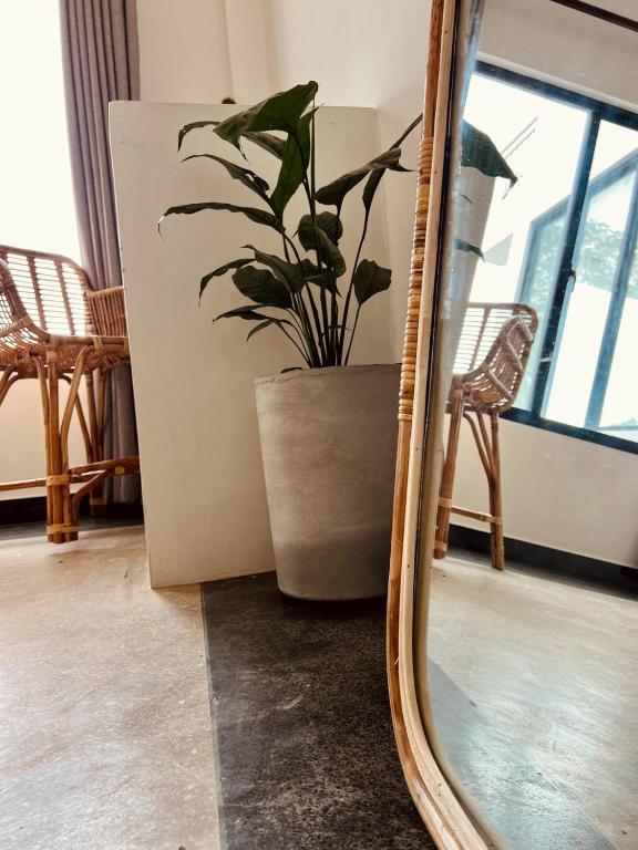 a mirror with a potted plant in a room at Calma - Surf, Yoga & Coffee on a Private Beach in Dickwella