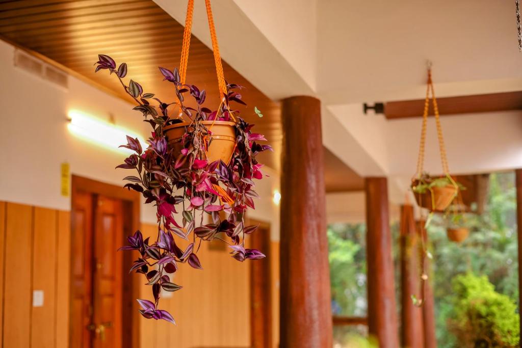Zahrada ubytování Swasta Homestays Wayanad