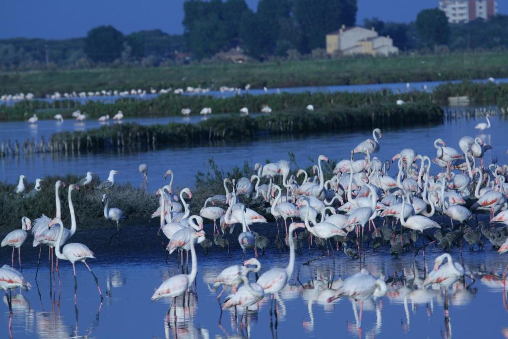 duża grupa flamingów stojących w wodzie w obiekcie Corte Spina w mieście Lido di Spina