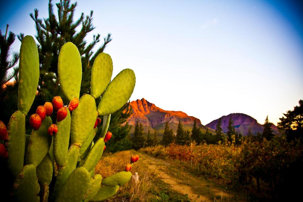 a cactus in a field with mountains in the background at Modderkloof Farm Accommodation in Paarl