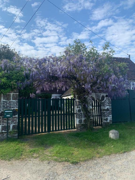 un arbre avec des fleurs violettes sur une clôture dans l'établissement Maison au cœur du Perche, à Senonches