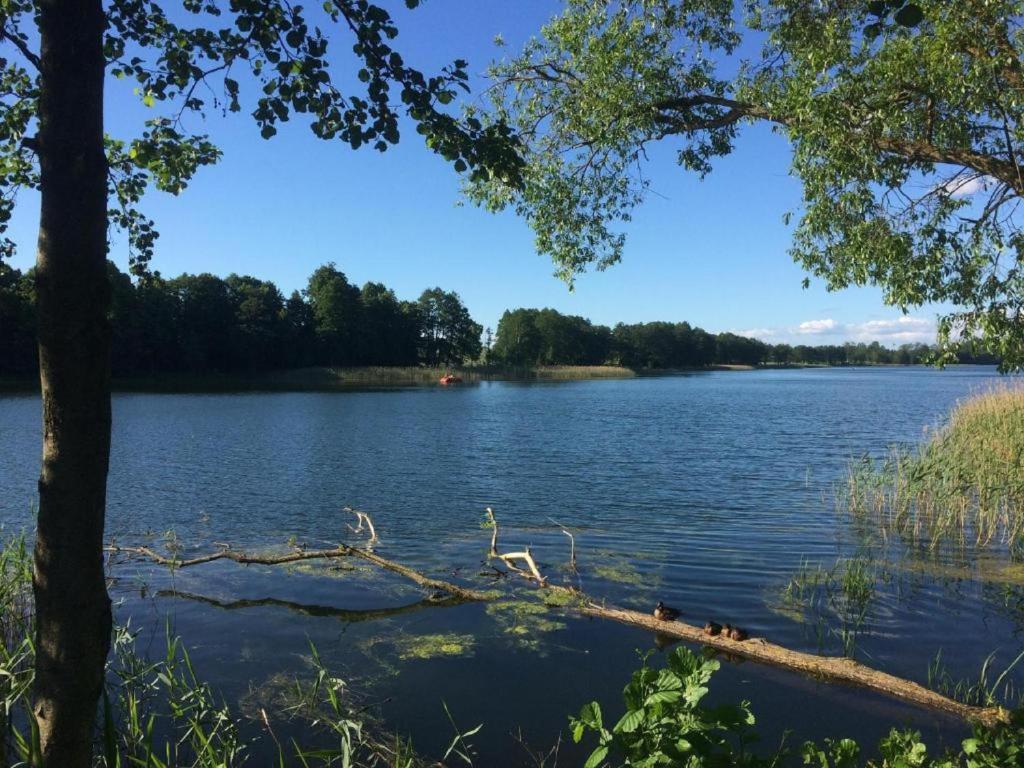 a tree branch laying in the water on a lake at Domek dla Młodzieży i Dorosłych W Sercu Mazur Różana in Ryn