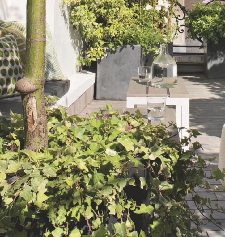 Une bande de plantes vertes dans un jardin dans l'établissement Belle chambre avec accès à une terrasse, à Paris