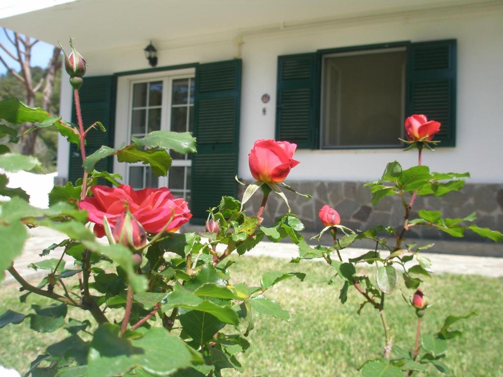 einen Busch mit roten Rosen vor einem Haus in der Unterkunft Case Sole e Luna in Porto Azzurro