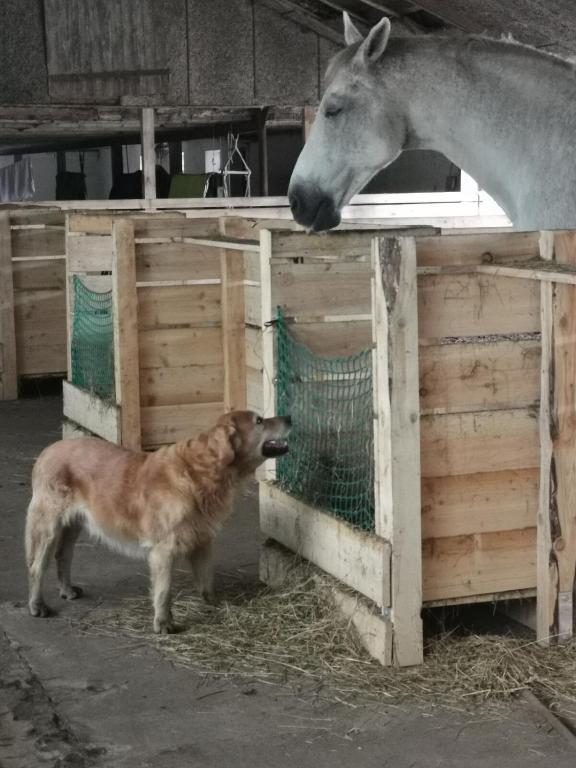 Zvířata v apartmánu nebo okolí
