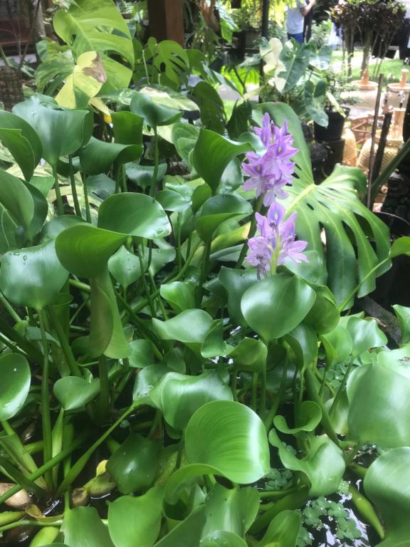 Giardino di GUS ARDITYA HOMESTAY