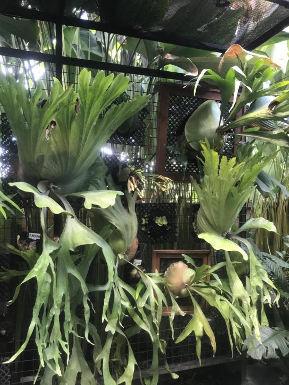 Giardino di GUS ARDITYA HOMESTAY