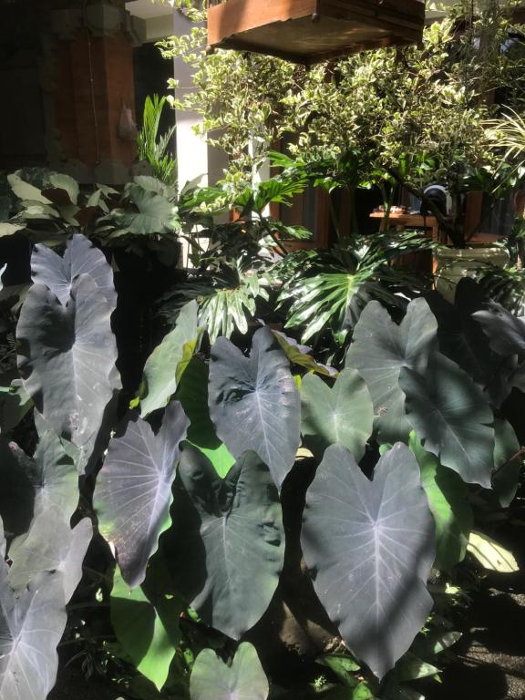 Giardino di GUS ARDITYA HOMESTAY
