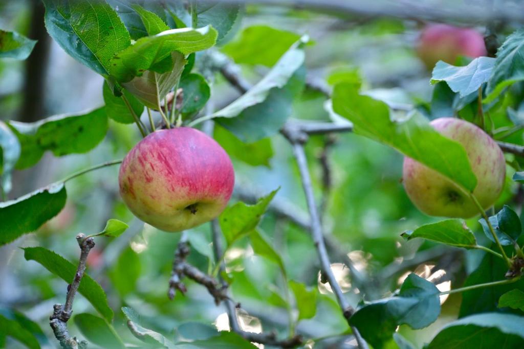 Seabreeze Pearl - Resim 24