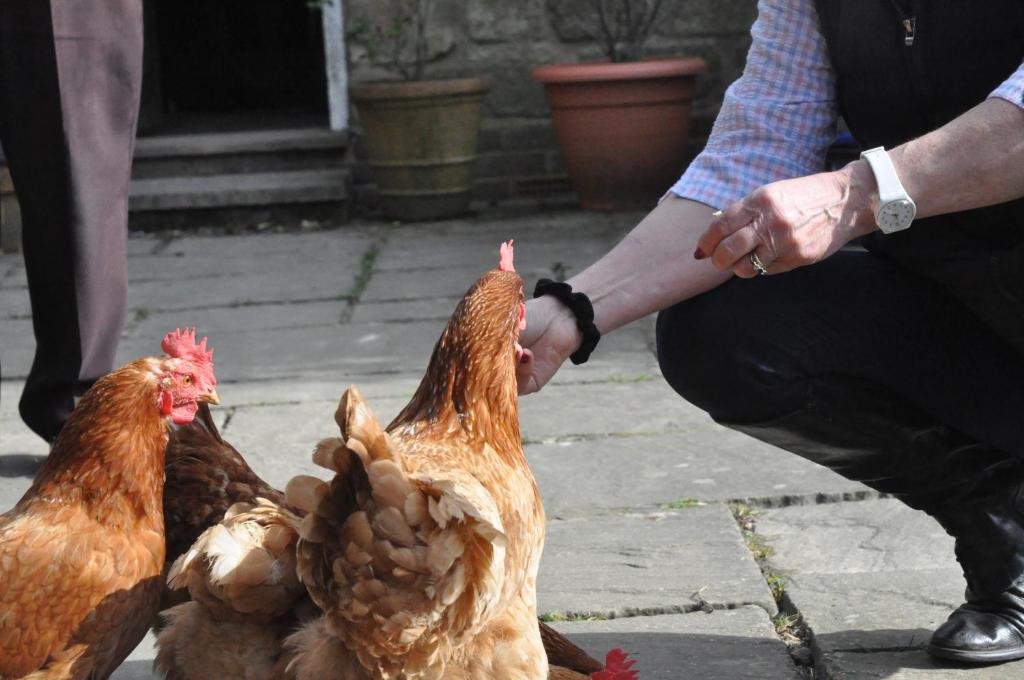 une personne caressant deux poulets sur un trottoir dans l'établissement Little Tidebrook Farm, à Wadhurst