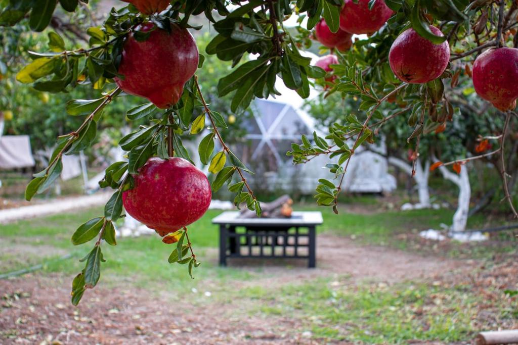 Zahrada ubytování Lemon Tree Dome House