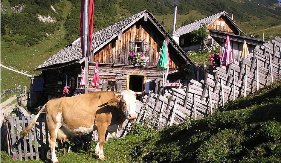 Zvířata v apartmánu nebo okolí