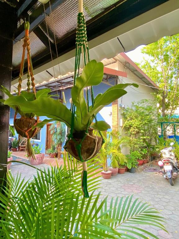 Zahrada ubytování Derm Svay Guesthouse - yoga & cafe