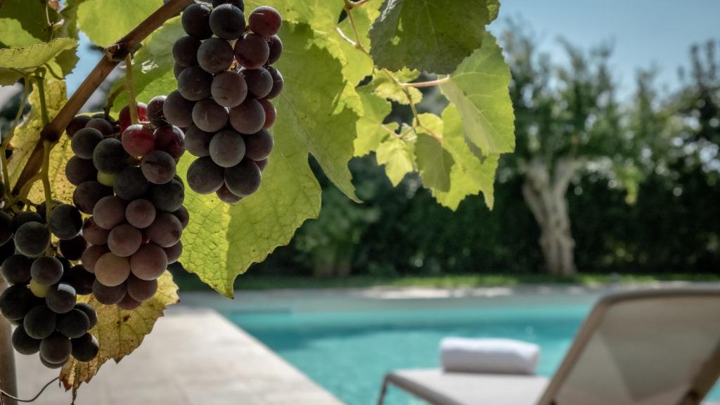a bunch of grapes hanging from a tree at Historic building with pool in Gagliano del Capo