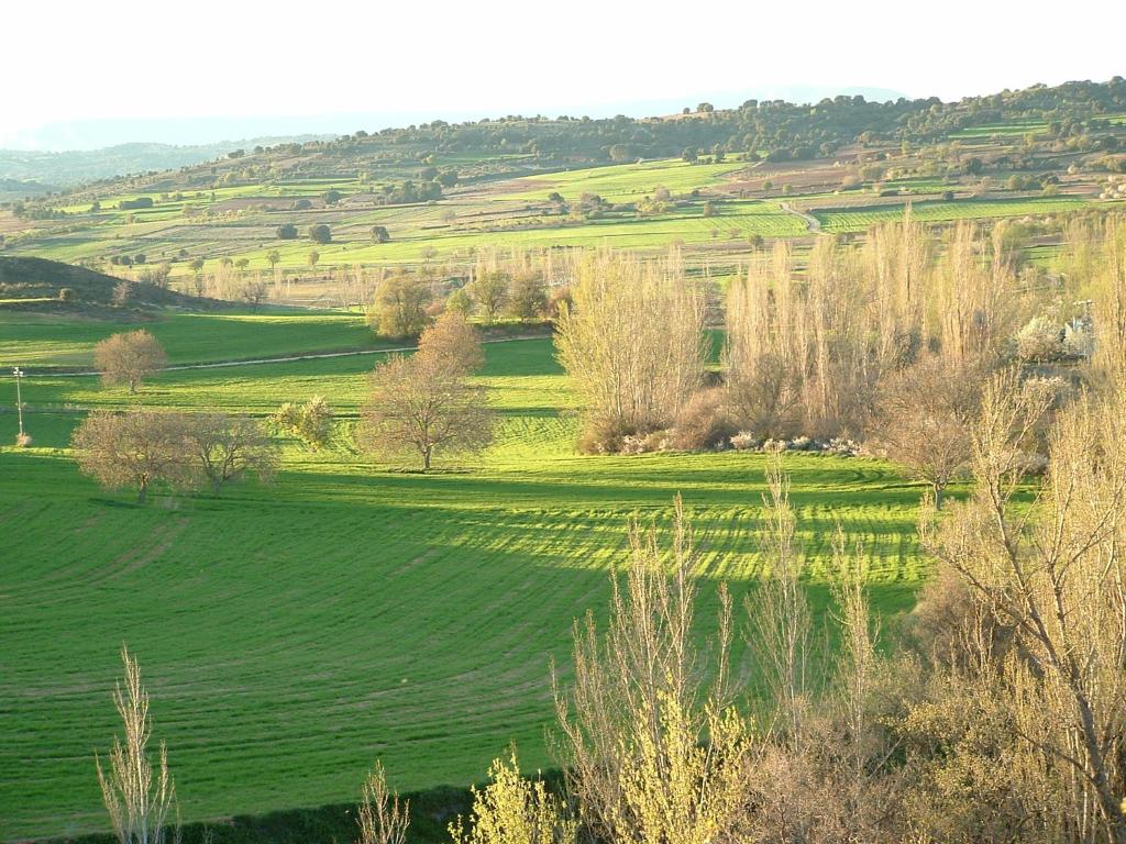 un campo verde con árboles en el medio. en Apartamentos Serrano, en Ribatajada