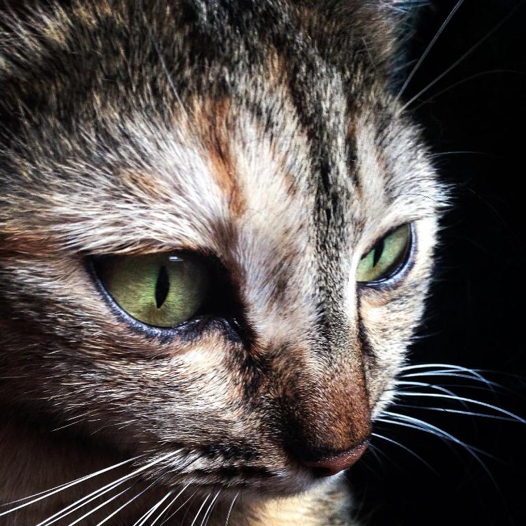 Zwierzęta zatrzymujące się w obiekcie Ca' dei Gatti