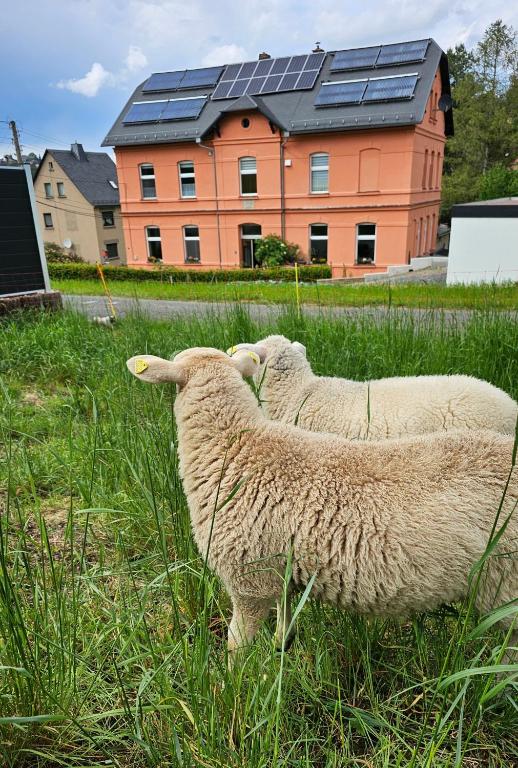 Zvířata v apartmánu nebo okolí
