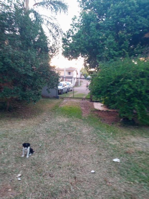 a black and white cat sitting in a yard at Recanto verde 3 in Alegrete
