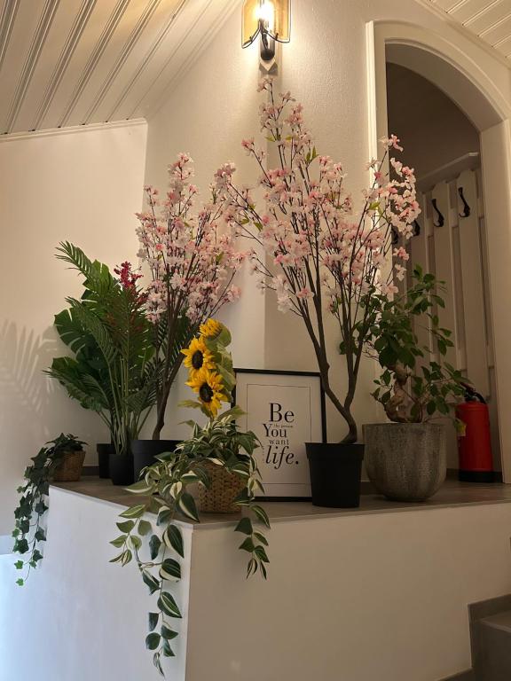 Zahrada ubytování Wohnung in Spittal an der Drau