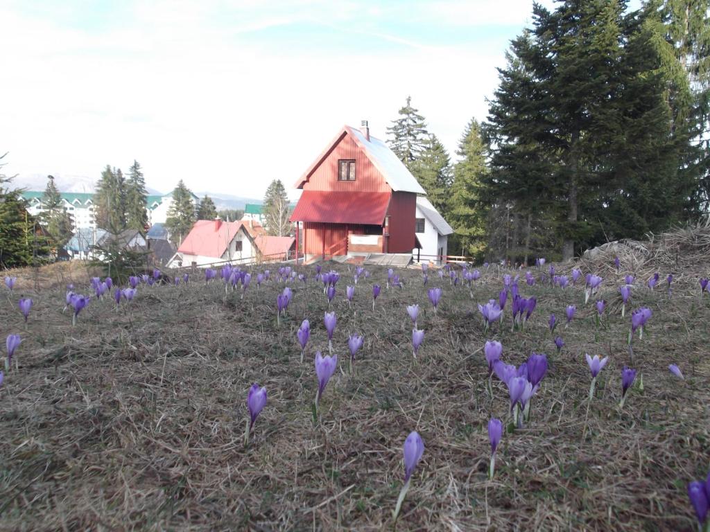 Zahrada ubytování Šepić Accommodation