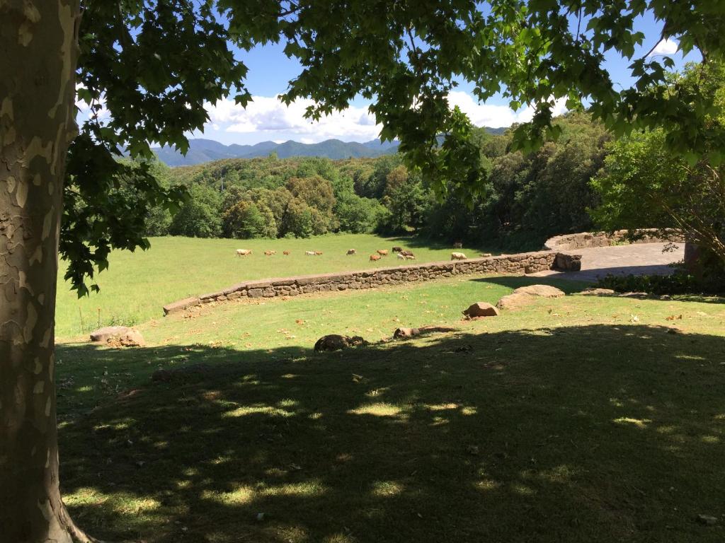 a field with a herd of animals grazing in the grass at Casa Rural El Callís in Vall de Bianya