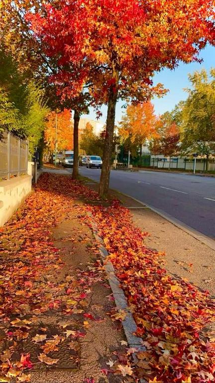 a pile of leaves on a street with two trees at N12 Residence Alakhawayn pour famille in Ifrane