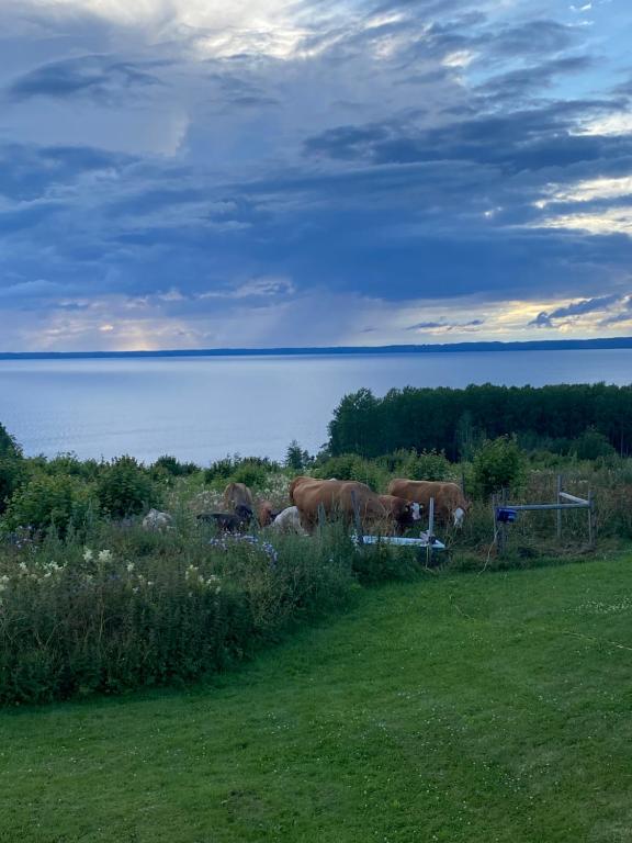 Příroda nedaleko apartmánu