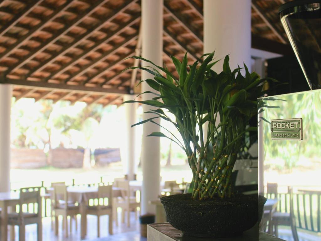 a potted plant sitting on a table in a restaurant at Calma - Surf, Yoga & Coffee on a Private Beach in Dickwella